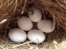 Tested Fertile parrot eggs,birds and parrots for sale 